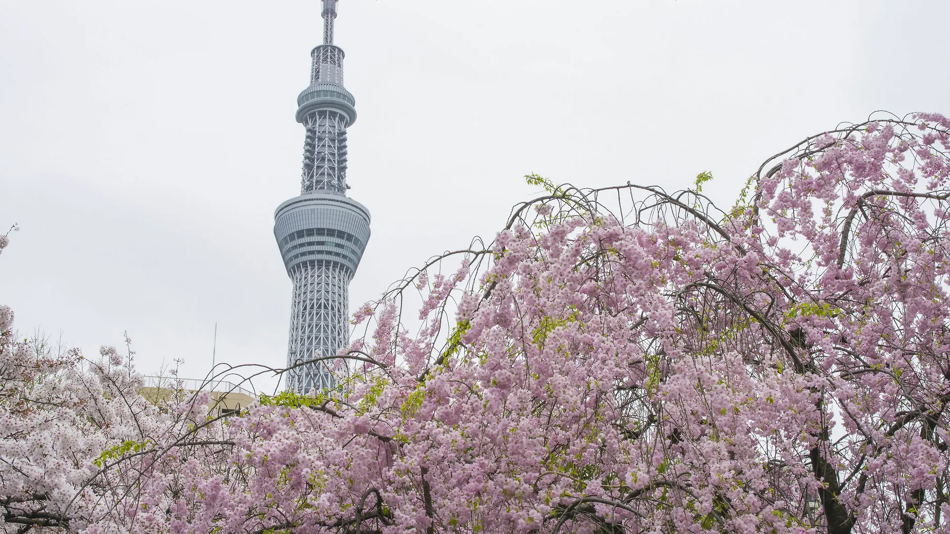 Appartement Asakusa Shinobi House à Tōkyō